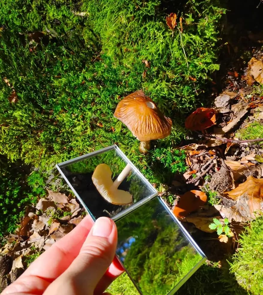 Nahaufnahme von Baumrinde und Laub