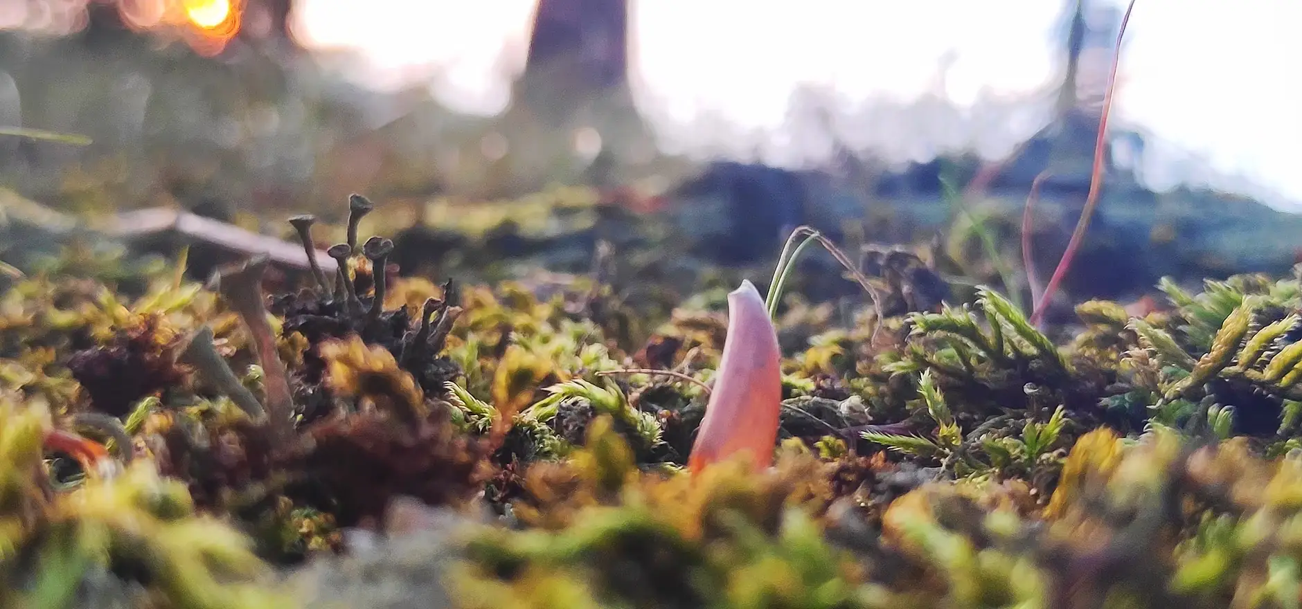 Waldweg mit Abendlicht