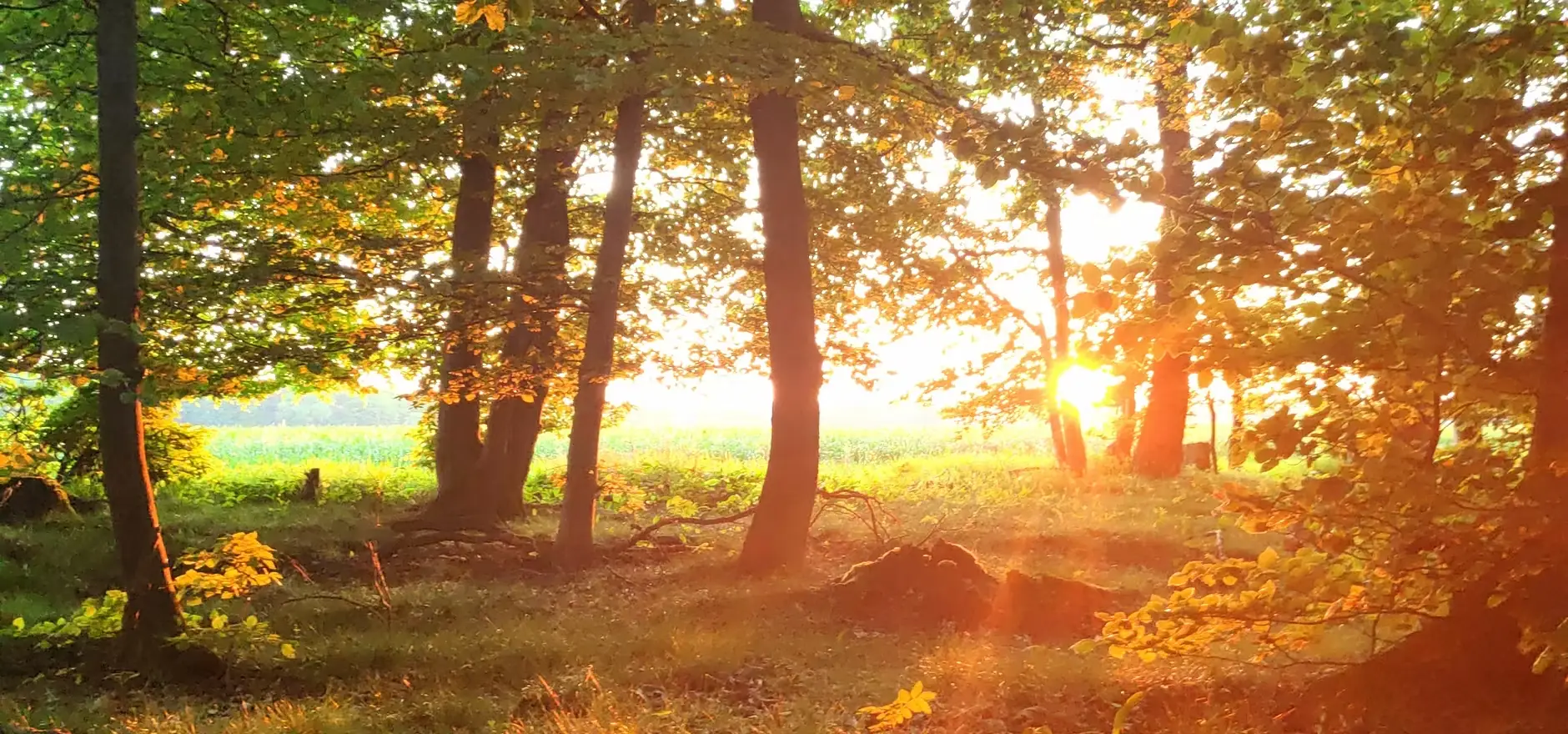 Moosbewachsener Baumstamm