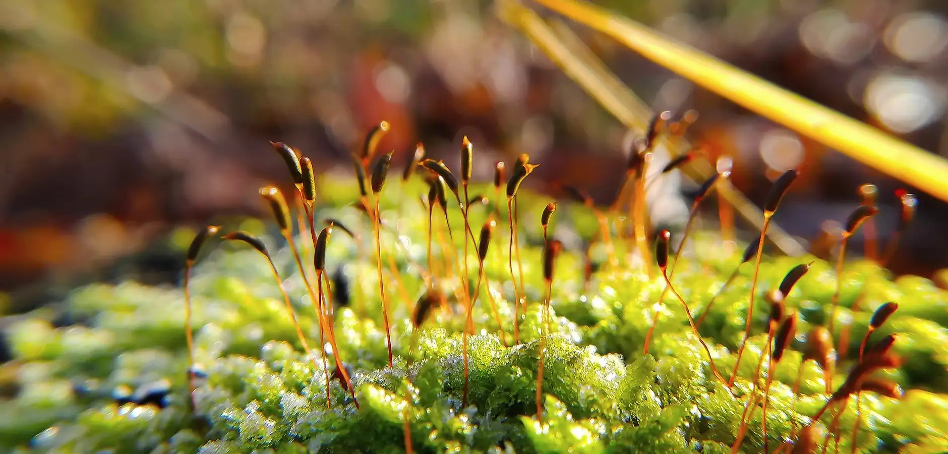 Sonnenuntergang im Wald