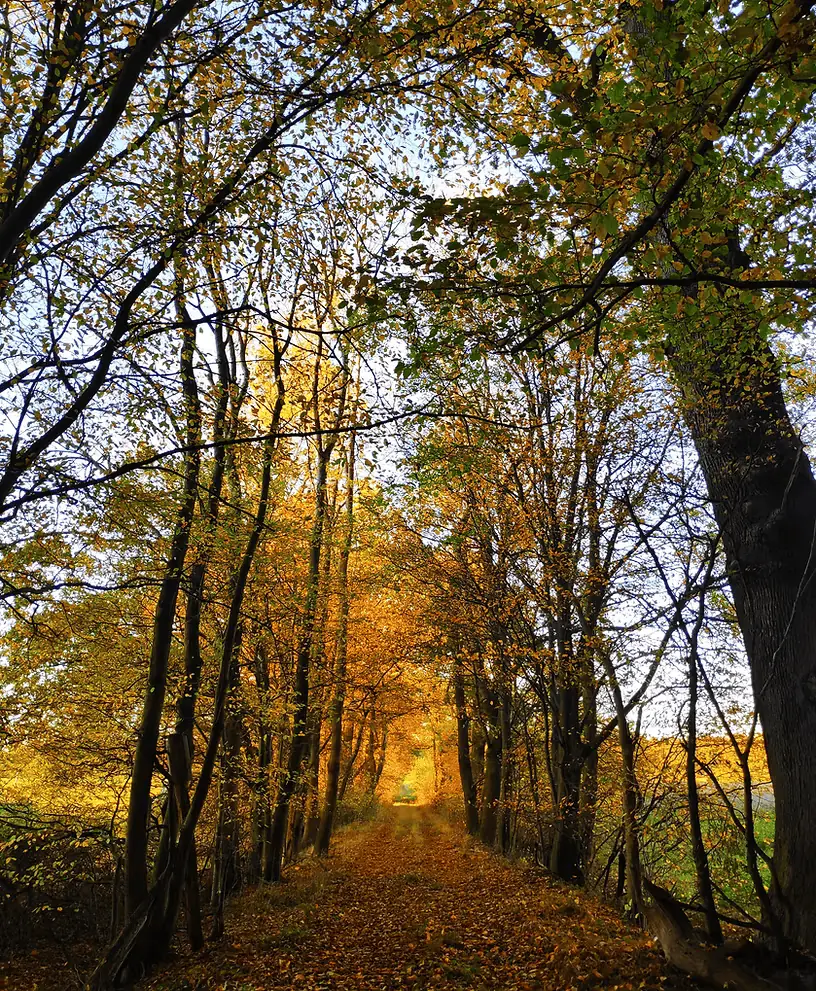 Waldlichtung im Morgenlicht